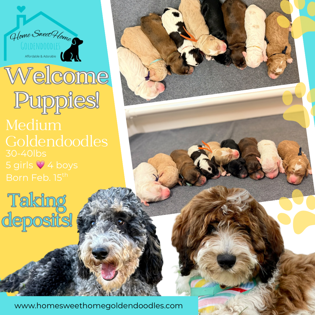 Medium Goldendoodles — Home Sweet Home Goldendoodles